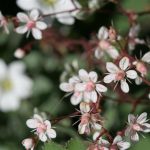 Sedum Blooms Sedum Blooms