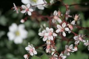 Sedum Blooms