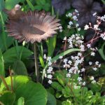 Sedum Flowers Sedum Flowers