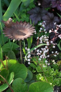 Sedum Flowers
