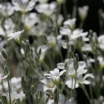 Snow in Summer AKA Cerastium Tomentosum Snow in Summer AKA Cerastium Tomentosum