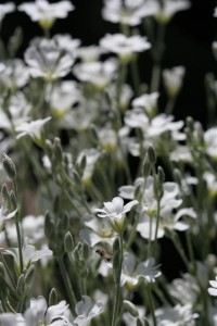 Snow in Summer AKA Cerastium Tomentosum