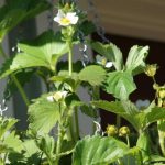 Strawberries in hanging planter Strawberries in hanging planter