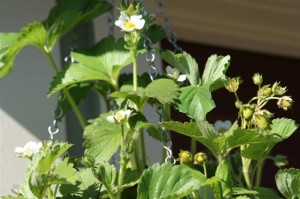 Strawberries in hanging planter