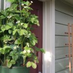Strawberry Planter after 2 months