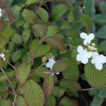 Viburnum plicatum tomentosum 'Summer Snowflake' Viburnum plicatum tomentosum 'Summer Snowflake'