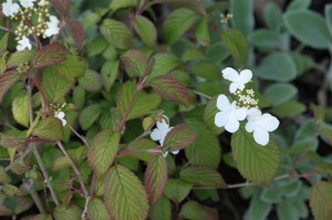 Viburnum plicatum tomentosum 'Summer Snowflake'