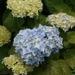 Blue Ball Hydrangea