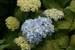 Blue Ball Hydrangea