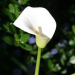 Callalily and California Lilac