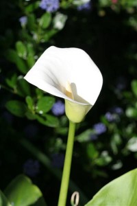 Callalily and California Lilac
