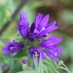 Campanula glomerata 'Superba'
