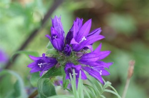 Campanula glomerata 'Superba'