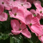 Dogwood Kousa Satomi