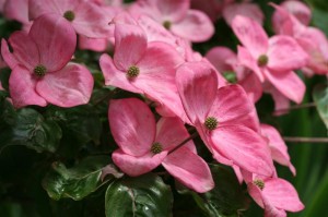 Dogwood Kousa Satomi