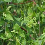 Euphorbia