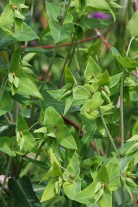Euphorbia