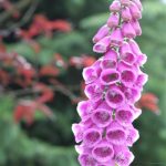 Foxglove