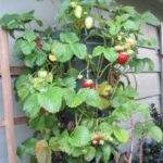 Hanging Strawberry Planter in June
