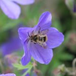 Johnson's Blue Geranium