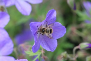 Johnson's Blue Geranium