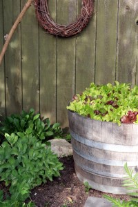 Super Gourmet Lettuce in Wine Barrel
