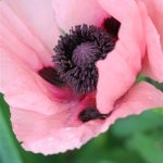 Oriental Poppy