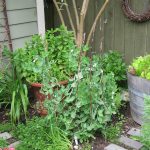 Pea Brush Cascadia Snap Peas Pea Brush Cascadia Snap Peas