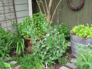 Pea Brush Cascadia Snap Peas