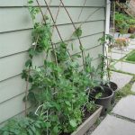 Pea Brush Mammoth Melting Sugar Snow Peas