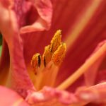 Red Daylily