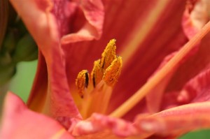 Red Daylily
