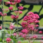 Red Valerian (Centranthus ruber)