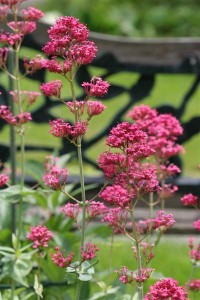 Red Valerian (Centranthus ruber)