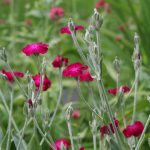 Rose Campion (Lychnis)