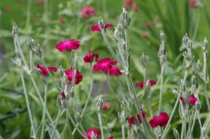 Rose Campion (Lychnis)