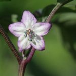 VEG Fillius Blue hot pepper flower