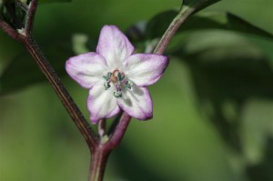 VEG Fillius Blue hot pepper flower