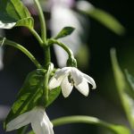 VEG Garden Salsa hot pepper flower