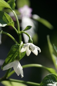 VEG Garden Salsa hot pepper flower