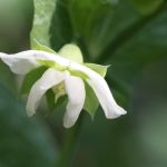 VEG Mammoth Melting Sugar Snow Pea flower