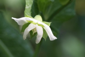 VEG Mammoth Melting Sugar Snow Pea flower