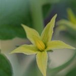 VEG Tomato Flower