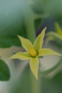 VEG Tomato Flower