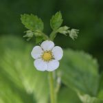 VEG Yellow Alpine Strawberry flower