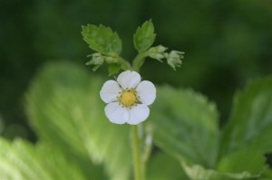 VEG Yellow Alpine Strawberry flower