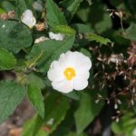 RockRose (Cistaceae)