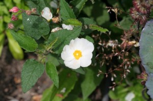 RockRose (Cistaceae)