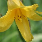 Yellow Daylily