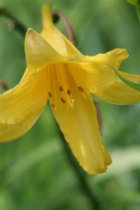 Yellow Daylily